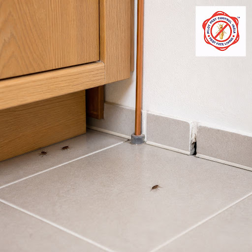 Keeping your home pest-free is easier when you know what to do before pests appear. At Pilot Pest… post image