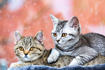 Katzennanny on Tour Von-Münchhausen-Straße 13, 31515 Wunstorf, Deutschland