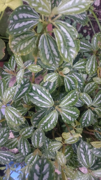Photos of Garden