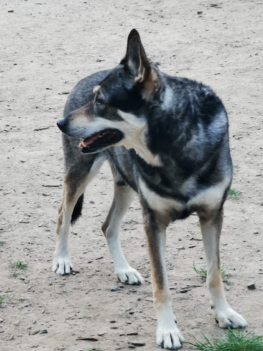 Unser Hundegarten Holzwickede - Thumbnail