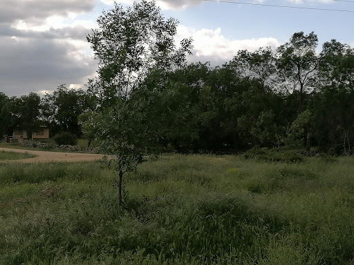 Campa - Thumbnail