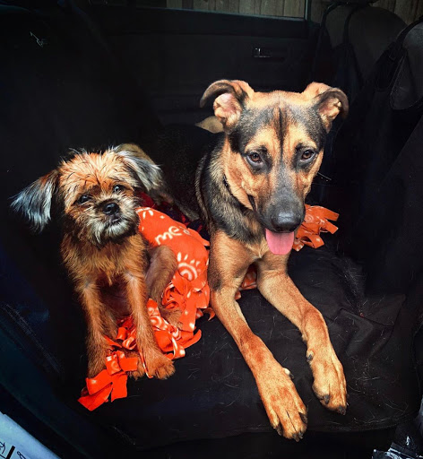 White House Pet Supplies Gallery - United States