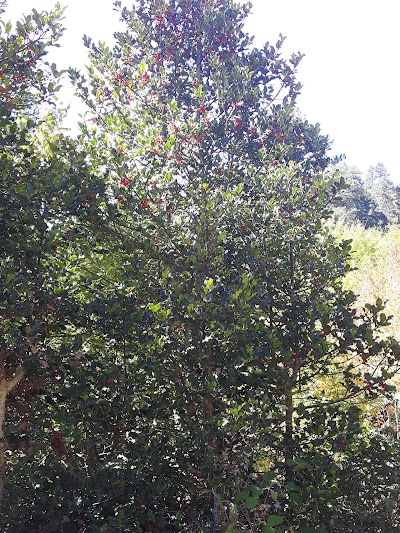 Photos of Fir of Drenova National Park