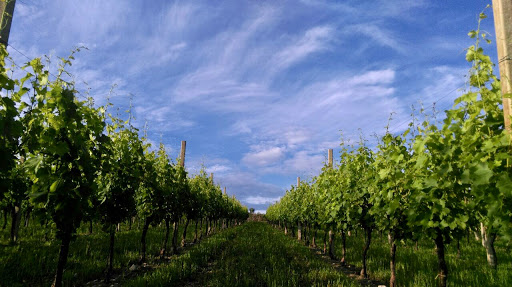 Cantine Salvatore - Thumbnail