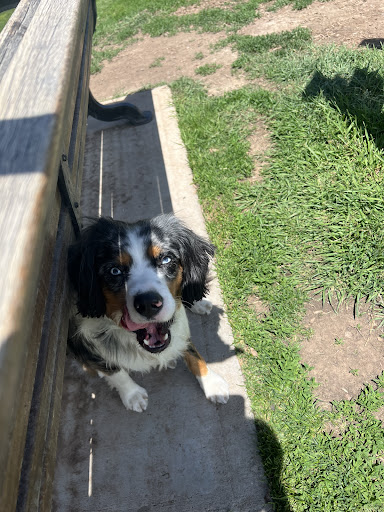 Park City Pet Salon - Thumbnail