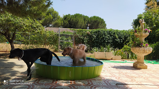 Hotel para perros Guardería/Residencia Canina Familia Amor Animals