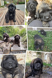 Photo n°20 de Léon de la cité d'or à Ombrée d'Anjou (Éleveur de chiens)