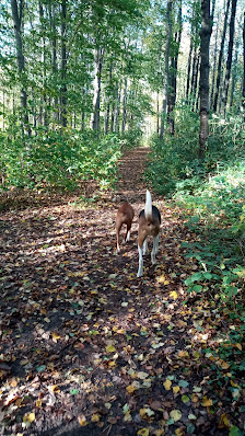 Hundewald Stolpe Wankendorfer Straße, zwischen Bahnhofstraße und, Dorfstraße, 24601 Stolpe, Deutschland