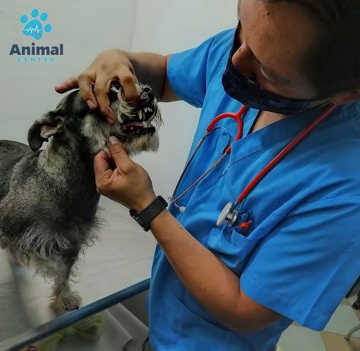 Animal Center