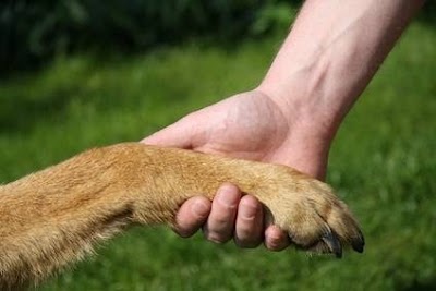 veterinary-care