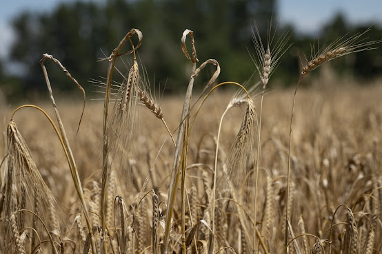 Westwood Farms by null