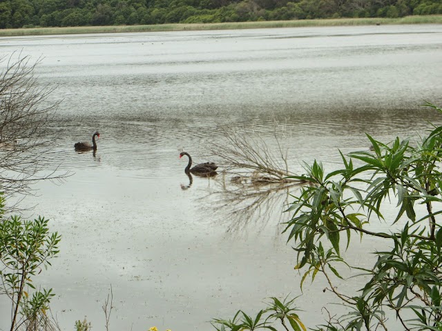 Bay of Islands