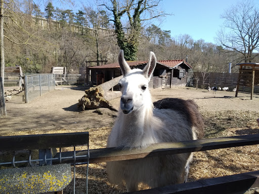 Bad Kösen Zoo - Thumbnail