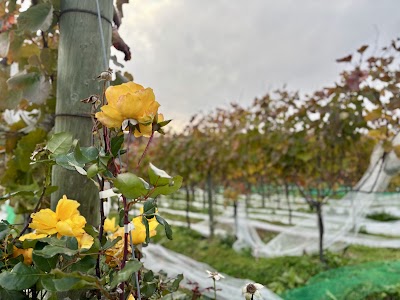 Due Punti Vineyards（ドゥエ プンティ ヴィンヤーズ）