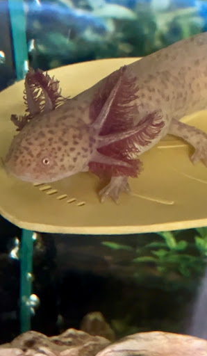 Lotl Luxuries LLC - Thumbnail