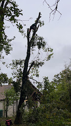Photo n°2 de ARTISAN SCHATZ à Misy-sur-Yonne (Service d'élagage)