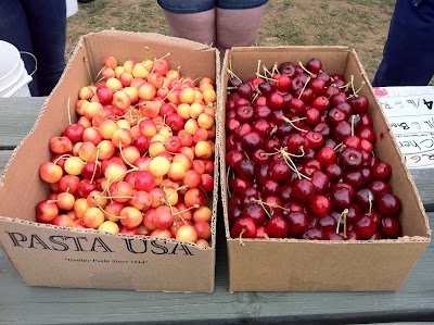 Hood River U-Pick Organic -- Organic U-Pick Cherry Season is Next! Check www.hoodriverupick.com in June to get an idea of when we will open --usually around very late June.