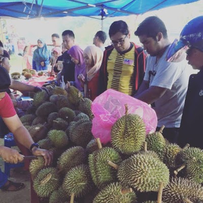 Kuning durian isi Cara Memilih