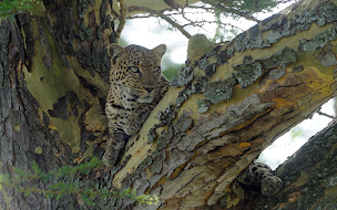 Photo n°15 de Tanganyika Expeditions à Antony (Parc animalier et safari)