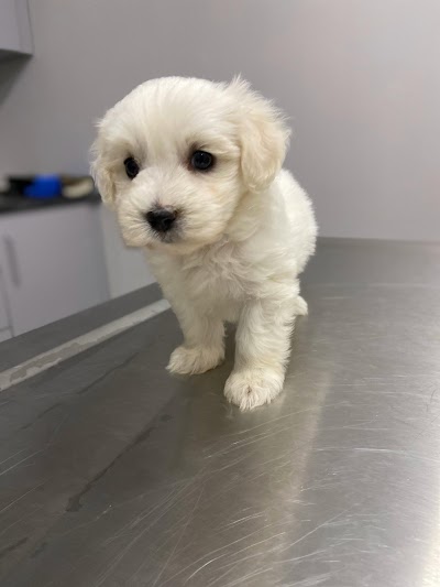 Okmeydanı Veteriner Kliniği