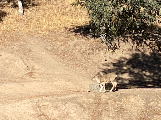 Quail's Roost Campground Gallery - United States