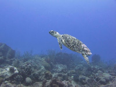 Photos of Hazell's Water World