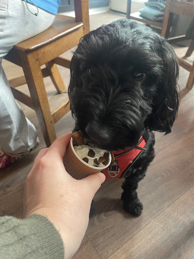 Dewkes Doggy Cafe Gallery - United Kingdom