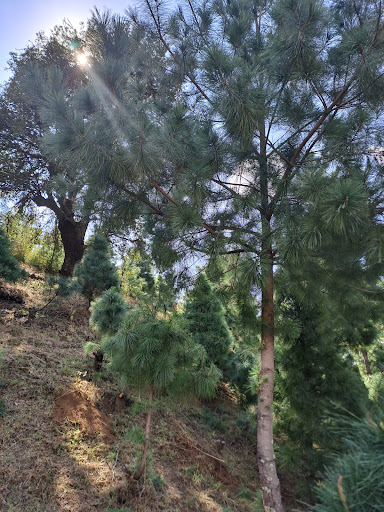 Árboles de navidad