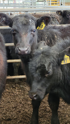 Yea Saleyards - Visual