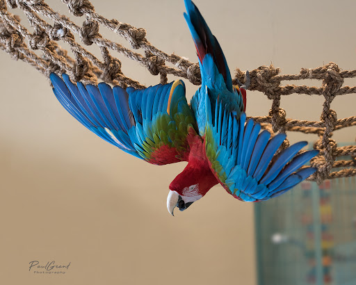 Parrot Partners Canada