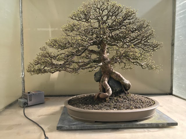 Pacific Bonsai Museum