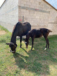Photo n°10 de Le cheval qui rit à Laroque-des-Albères (Ferme d'élevage)