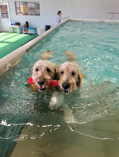 Splash Your Pup - Thumbnail
