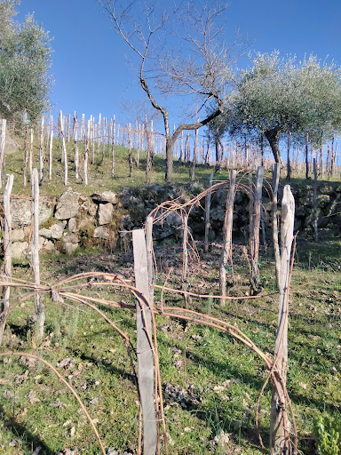 LE VIGNETTE Az. Agr. di Previtali Giuditta - Thumbnail
