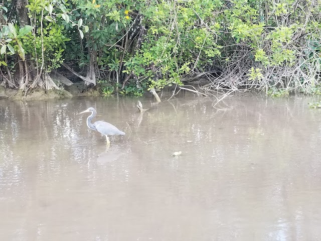 Tropical Everglades Visitors
