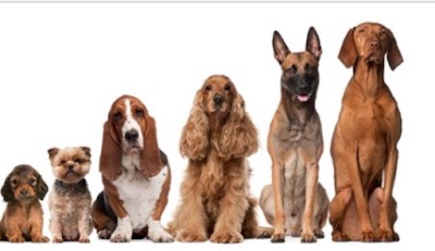 Photos of Humane Society of Camden County