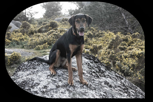 Julia Piñeiro, etóloga veterinaria