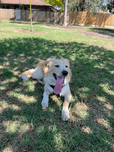 Merindah Park Dog Off Leash Area