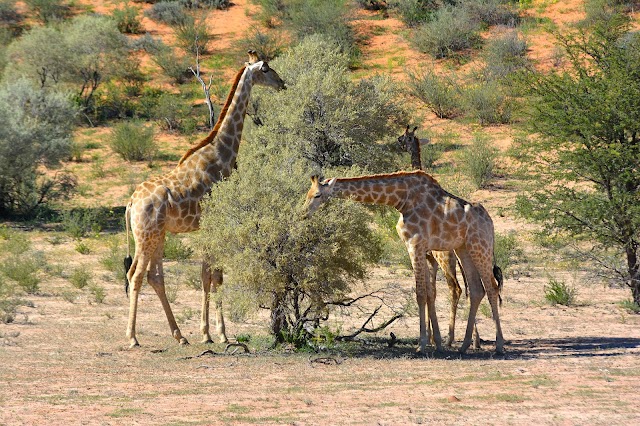 Kgalagadi Transfrontier Park