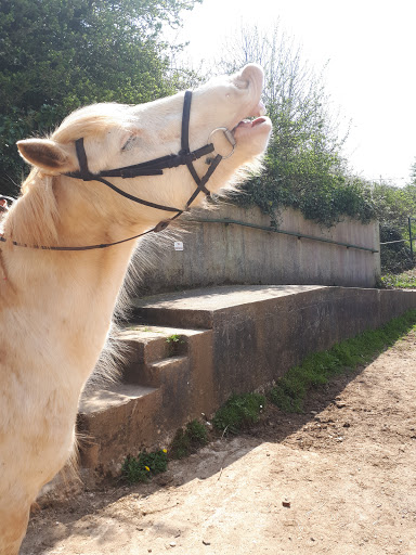 Newton Ferrers Equus - Thumbnail