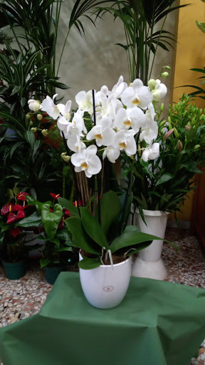 Fiori Salemi Gaetano - Servizio Interflora - Thumbnail