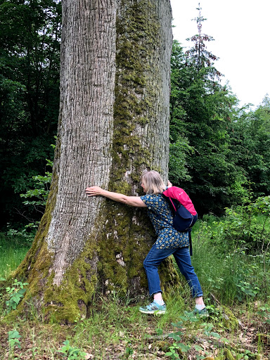 Naturdenkmal Traubeneiche - Thumbnail