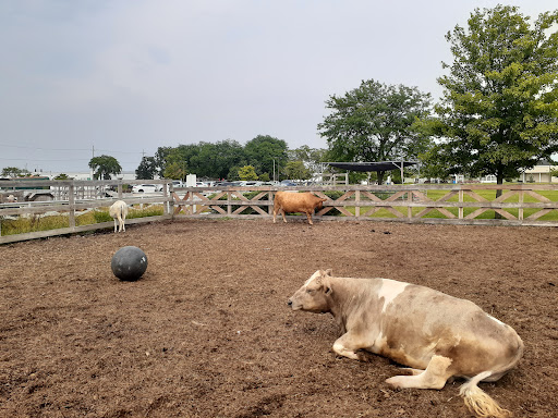 Lambs Farm - Visual