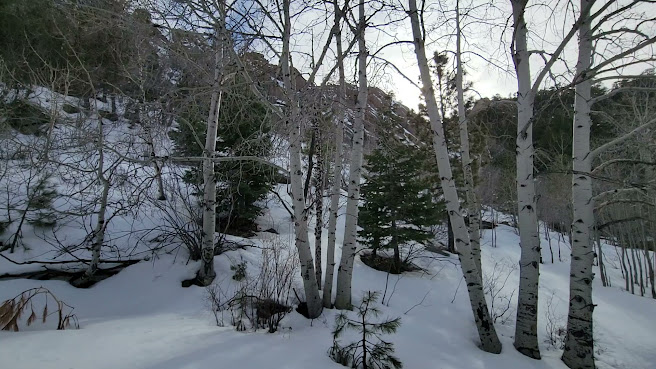 Hualapai Mountain Park Campground by null