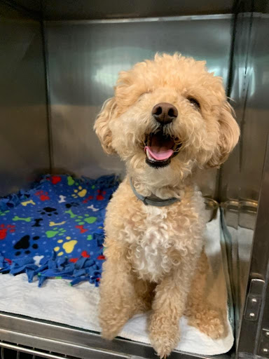 Ani-Mall Pet Hospital Gallery - United States