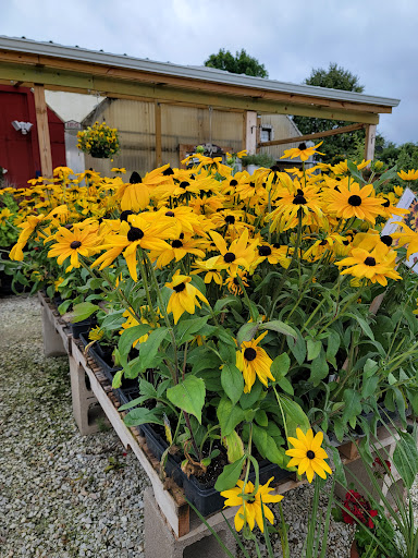 In Bloom Greenhouse - Thumbnail