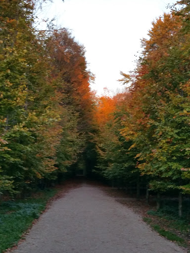 Kapperbos - Visual