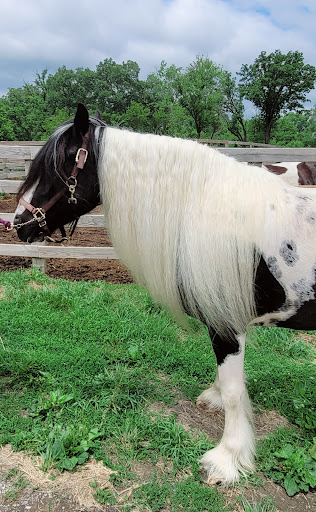 Casserly Veterinary Services