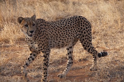 Photos of Tshukudu Game Lodge