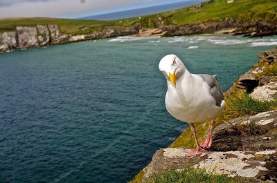 Photos of Dingle Slea Head Tours/ Taxi Service